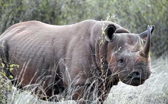 Black Rhino in Tsavo West National Park